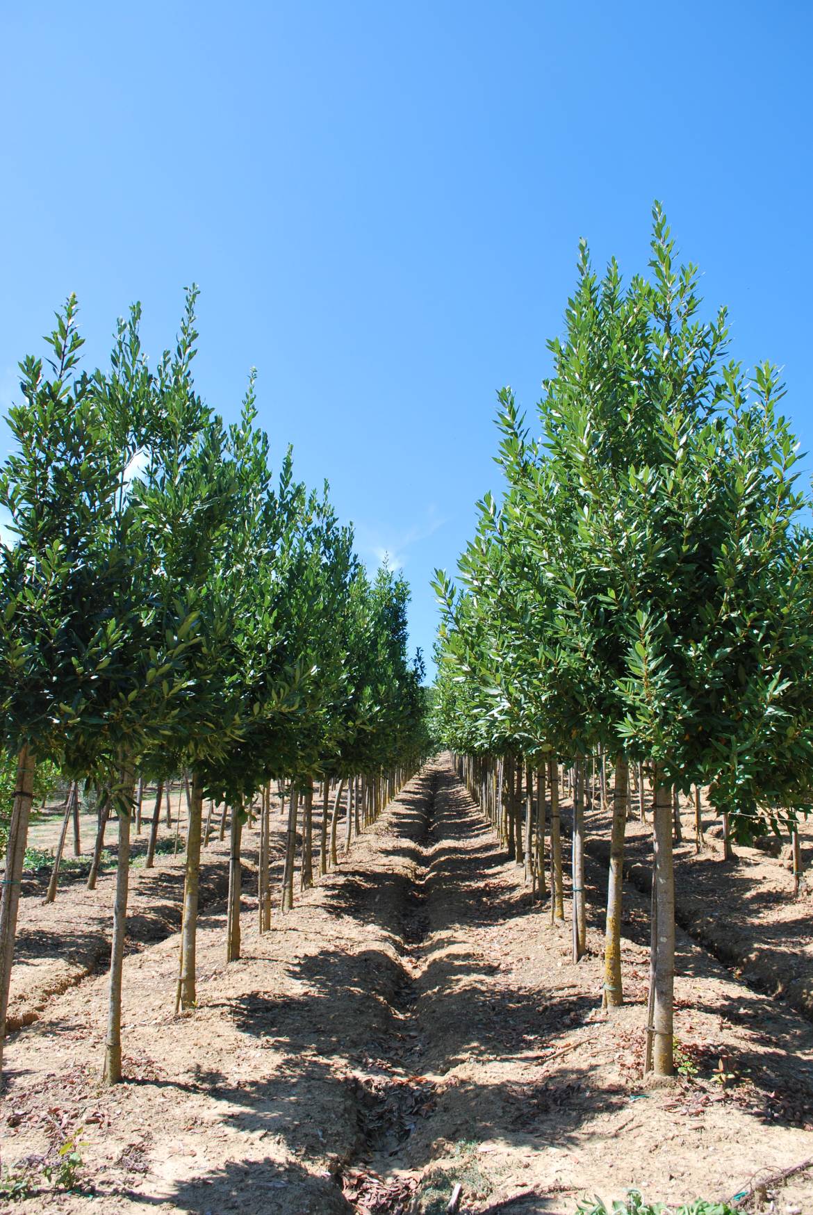 Laurus Nobilis Catalogo Margheriti