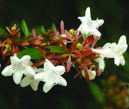 Abelia-grandiflora.jpg