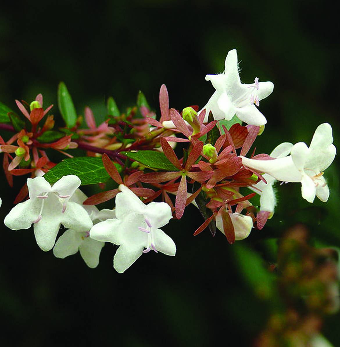 Abelia-x-grandiflora.jpg