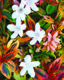 Abelia-x-grandiflora-‘Kaleidoscope’.jpg