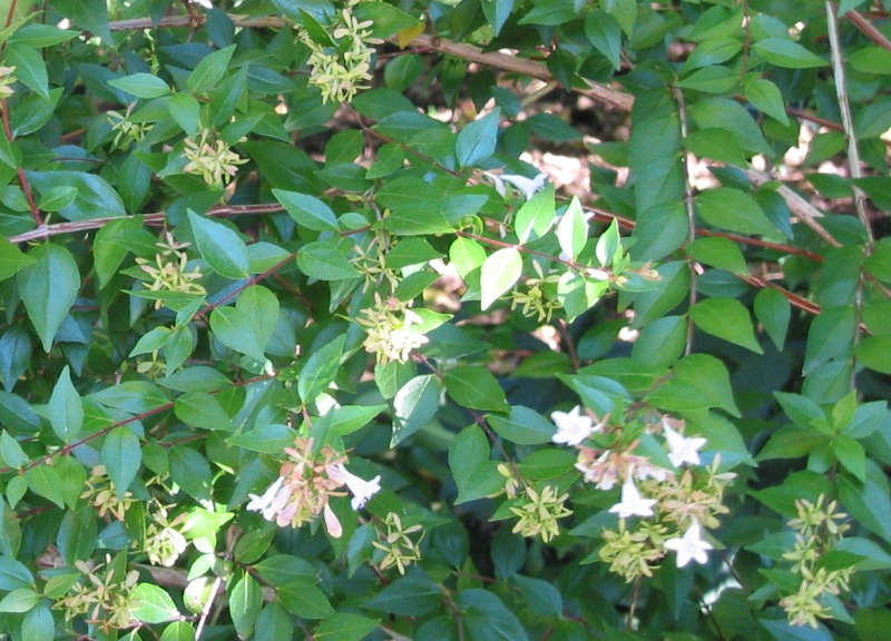 Caprifoliaceae-Abelia-X-grandiflora-131.jpg