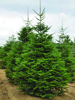 Abies-alba.jpg