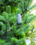 Abies-nordmanniana-1.jpg