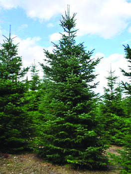 Abies-nordmanniana.jpg