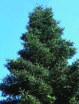 Abies-pinsapo-‘Glauca’.jpg