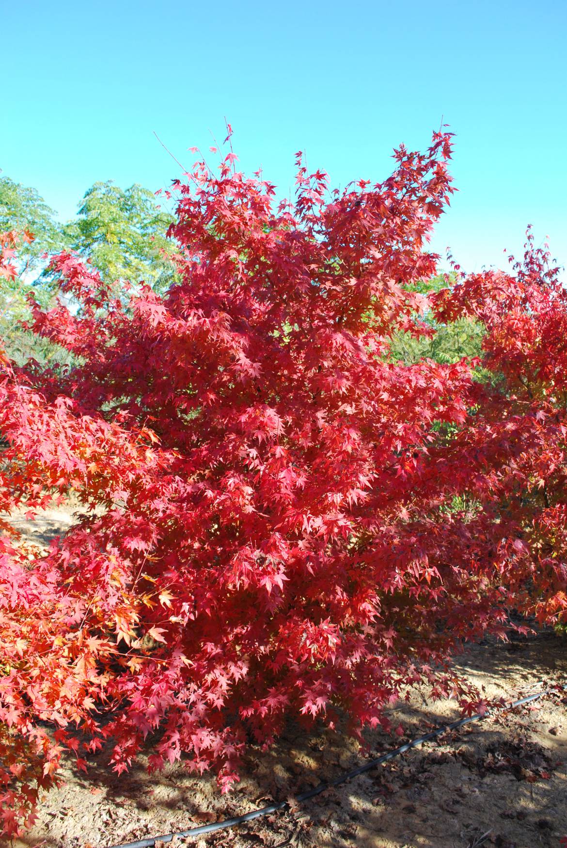 Acer-Palmatum-.jpg