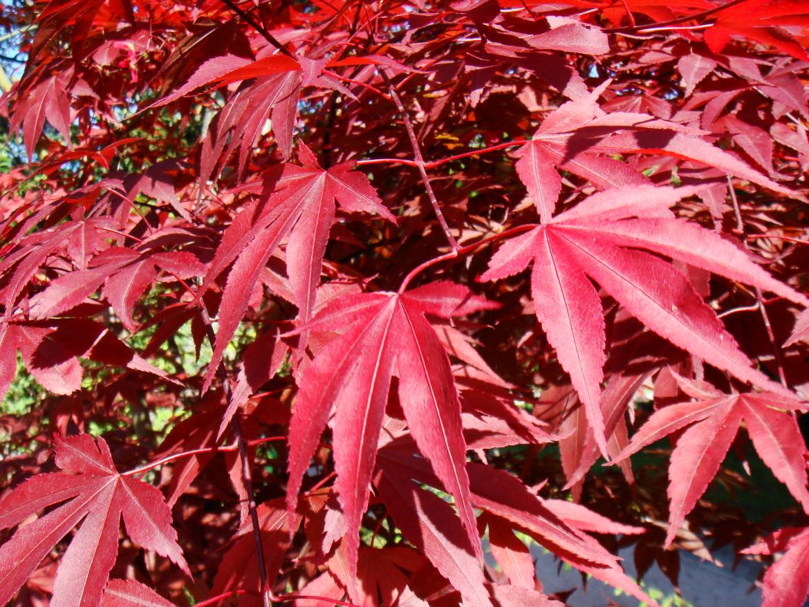 Acer_palmatum_van_houte_thunb.ex_murr._atropurpureum.jpg