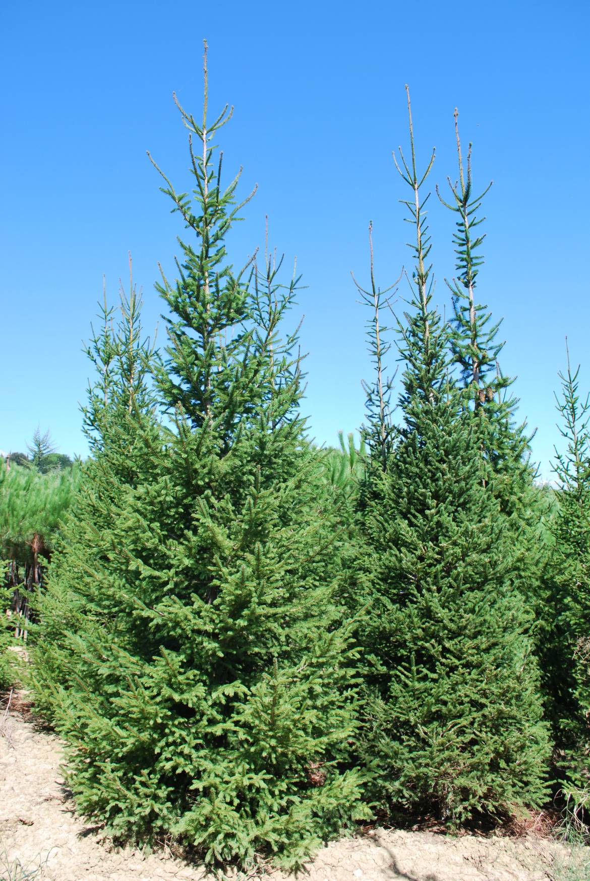 PICEA-ABIES-1.jpg