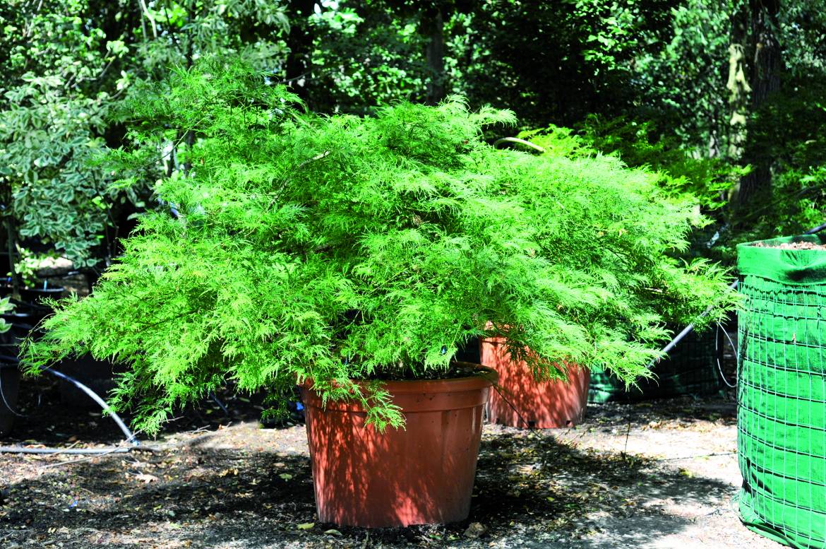 ACER-PALMATUM-DISSECTUM.jpg