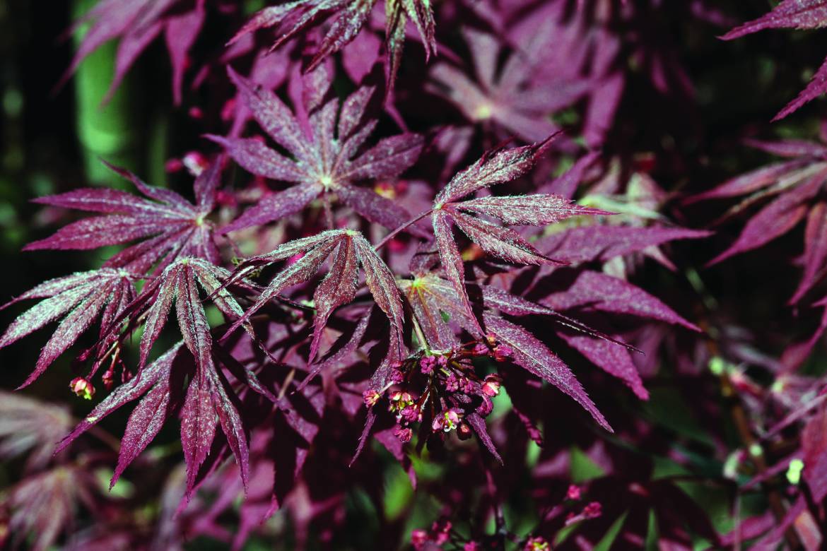 Acer-palmatum-Dissectum-Garnet_0001.jpg