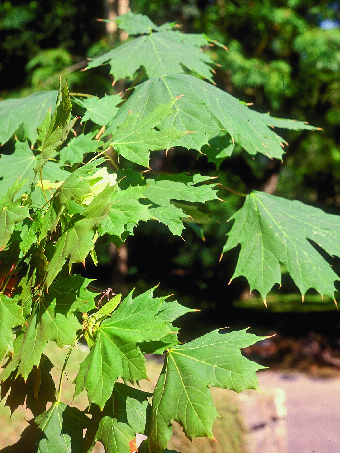 Acer-platanoides001.jpg