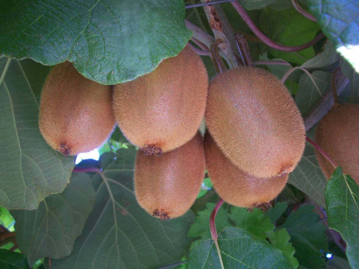 Actinidia-2.jpg