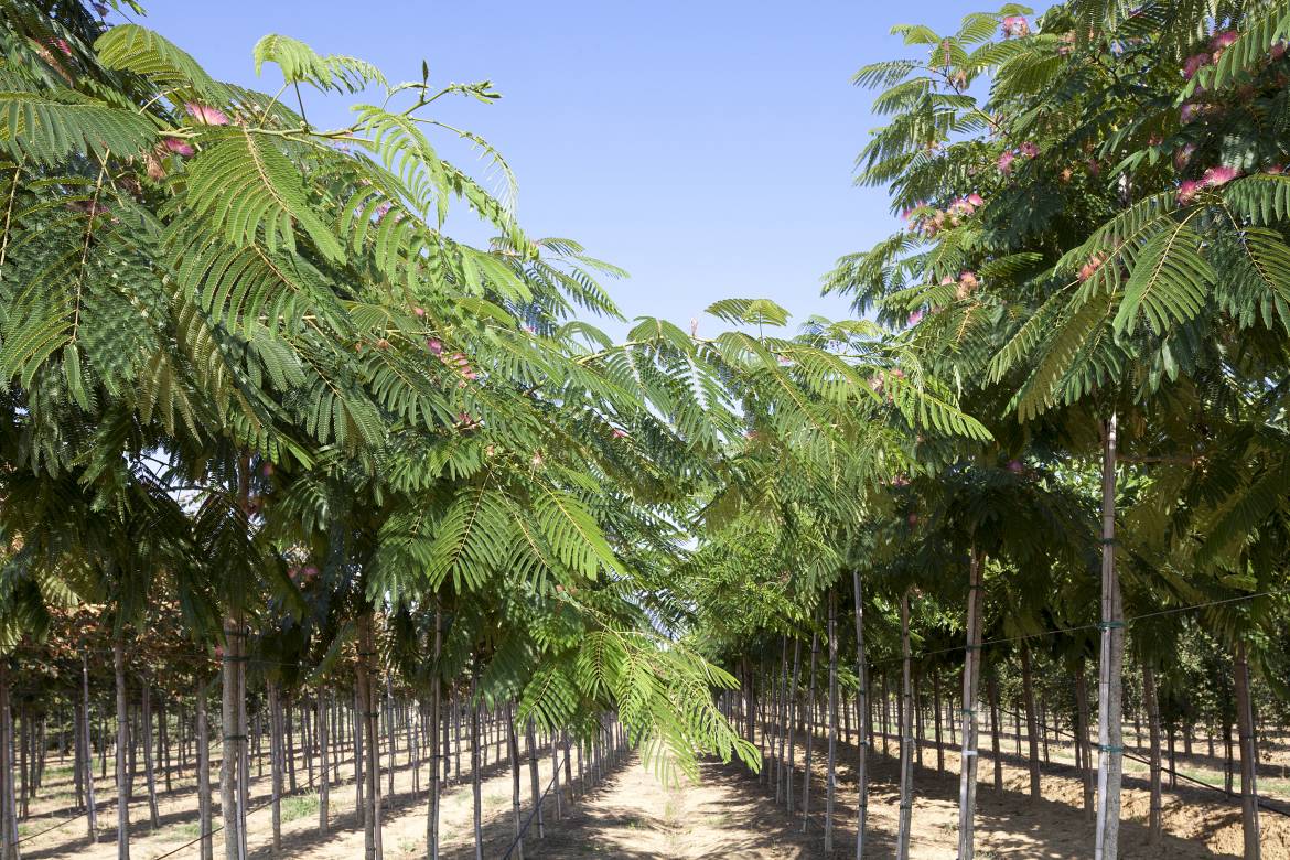 Albizia-julibrissin-Ombrella_MG_9889.jpg