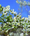 Amelanchier-canadensis.jpg