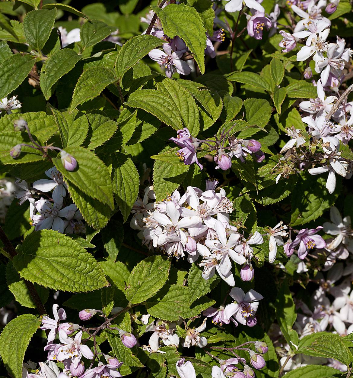 Amelanchier-lamarckii008.jpg