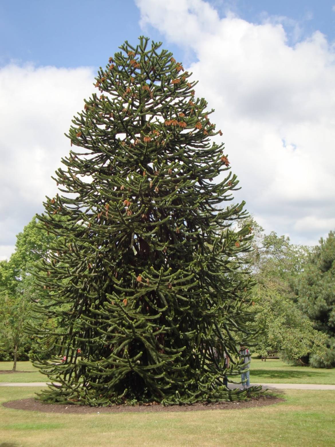 Araucaria-Araucana.jpg