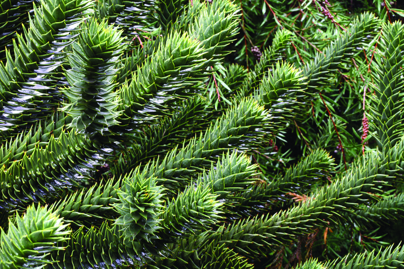 Araucaria-araucana_002.jpg