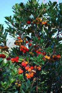 arbutus