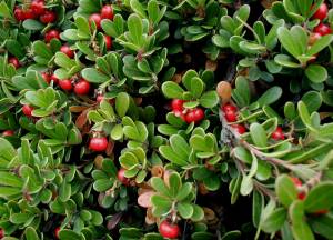 Arctostaphylos uva-ursi