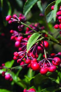 ardisia