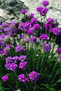 armeria