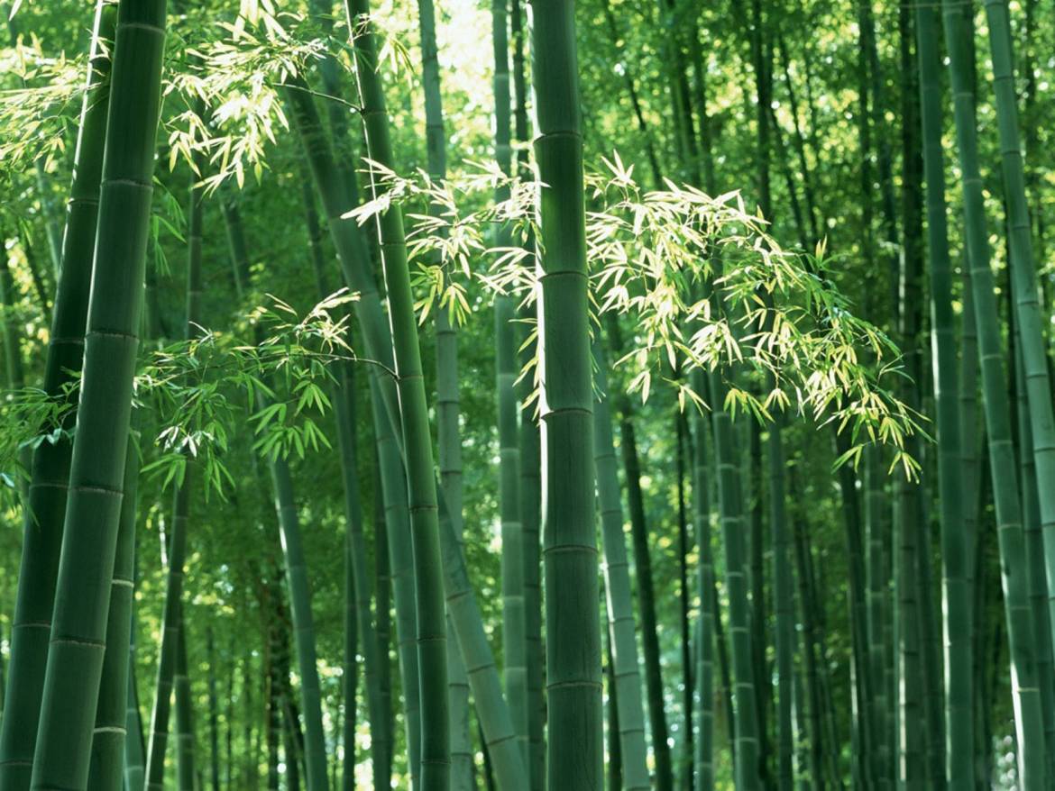 Bamboo-Phyllostachys.jpg