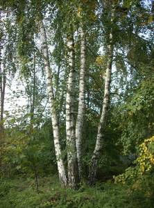 betula