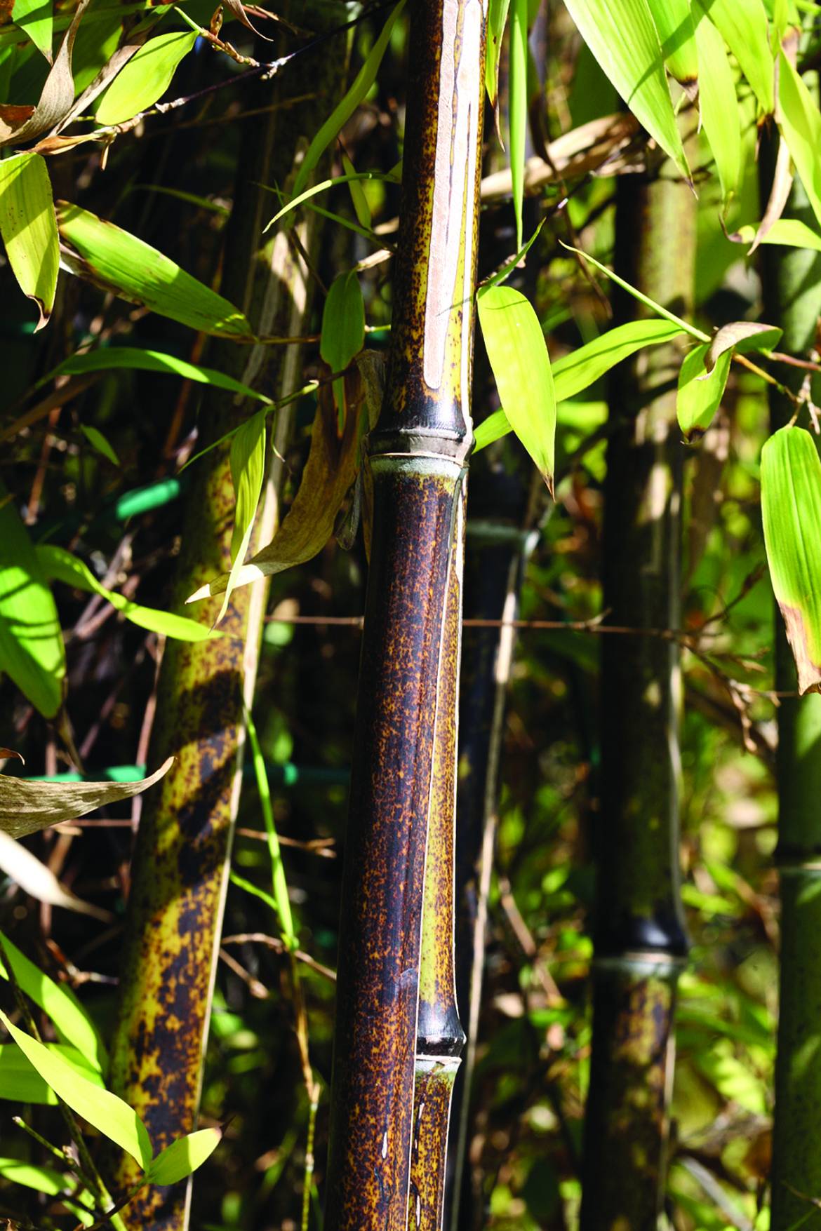 Phyllostachys-nigra-001.jpg