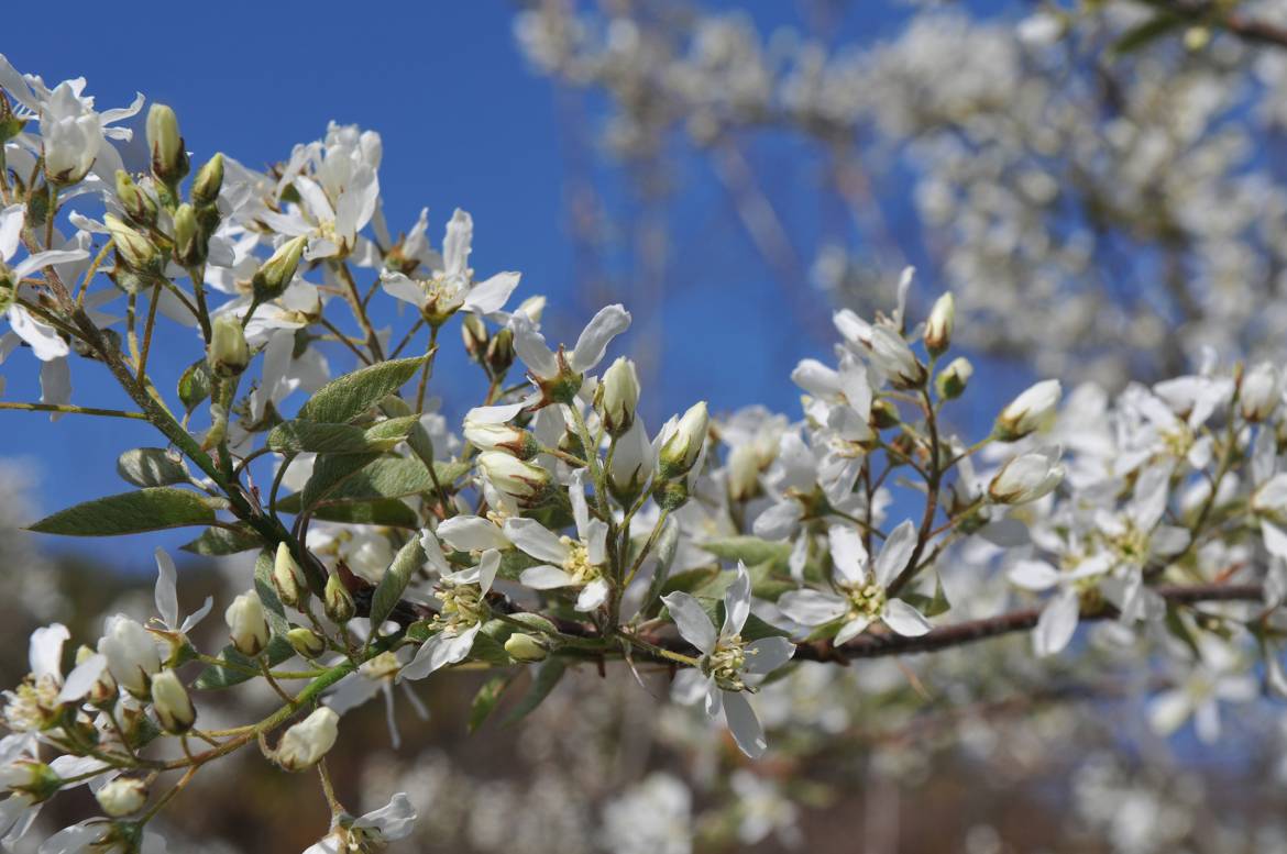 amelanchier.jpg