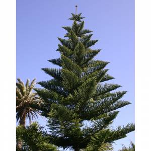 araucaria