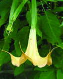 Brugmansia-arborea-‘Variegata’.jpg