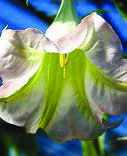 Brugmansia-suaveolens-1.jpg