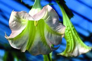 brugmansia