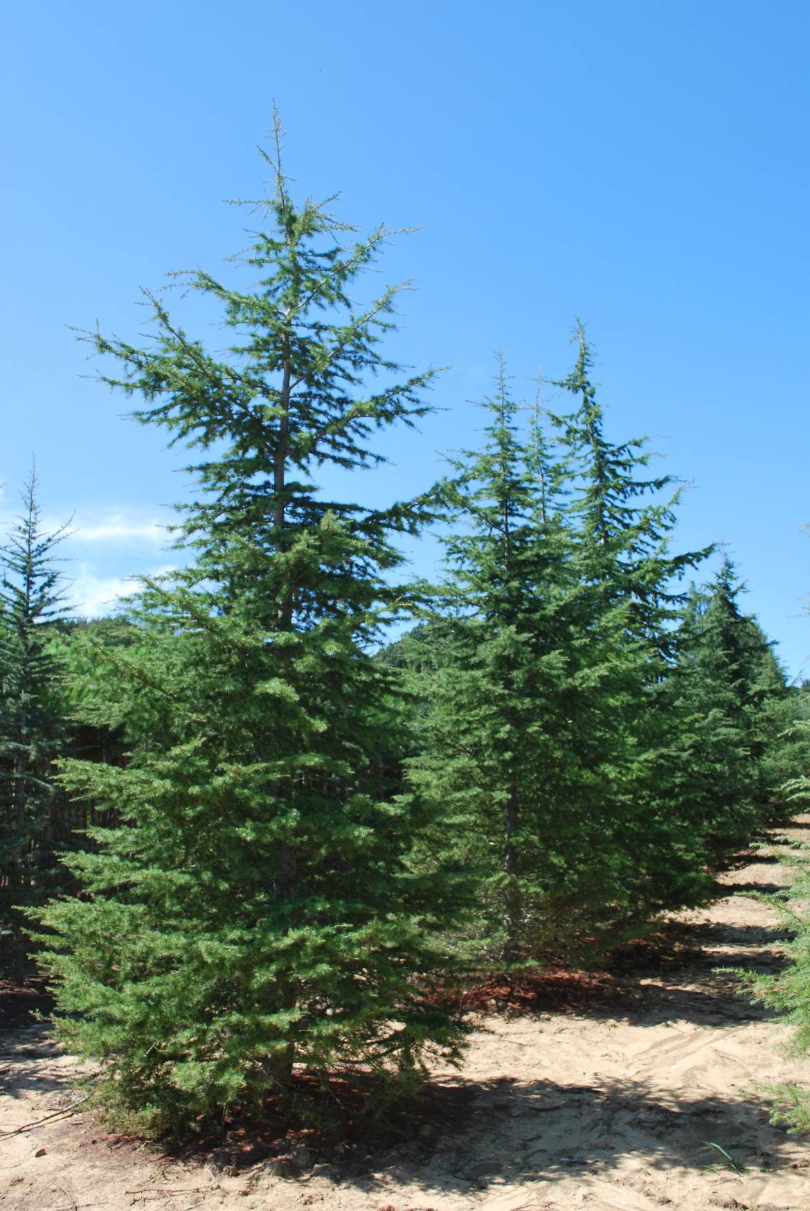 CEDRUS-LIBANI.jpg