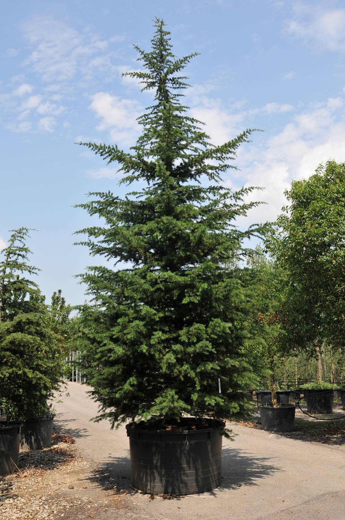 CEDRUS-LIBANI-500-550.jpg