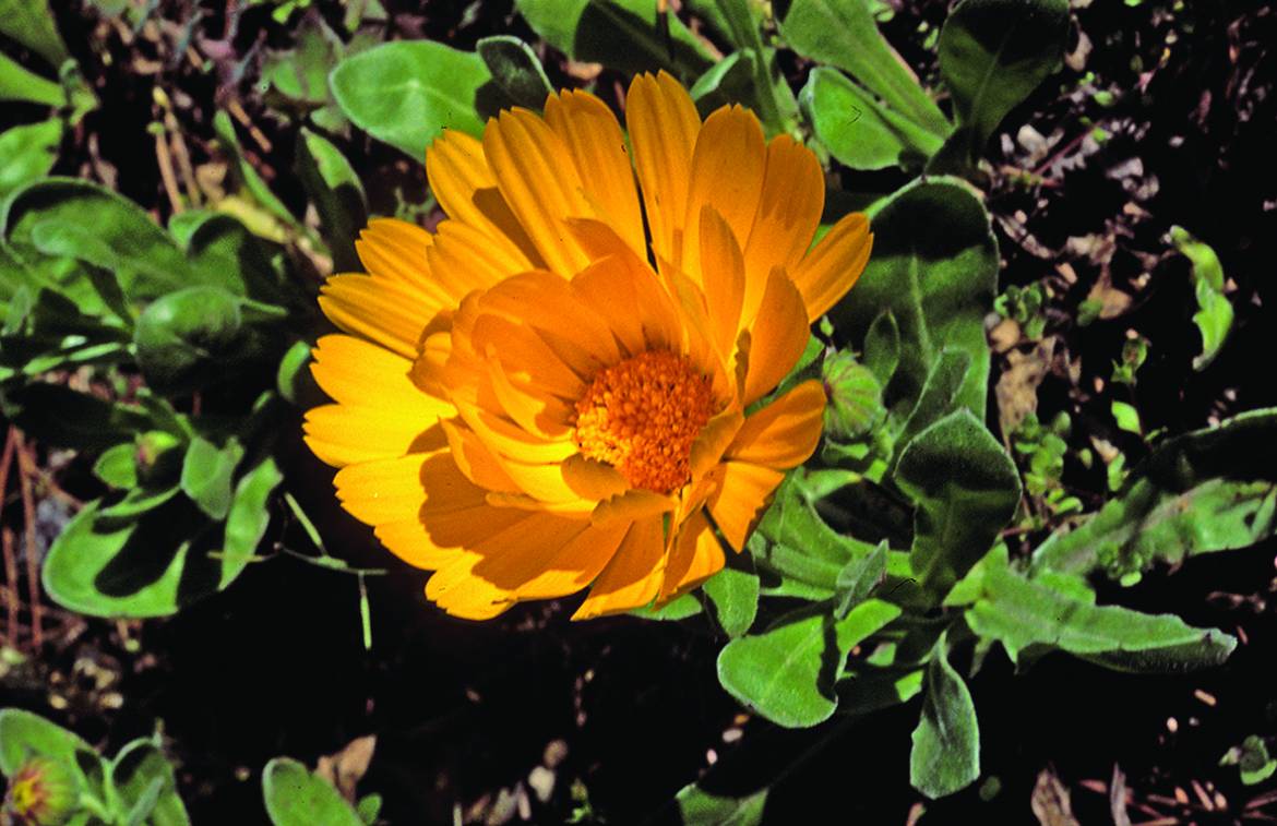 Calendula-officinalis-001.jpg