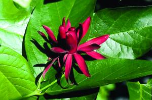 calycanthus