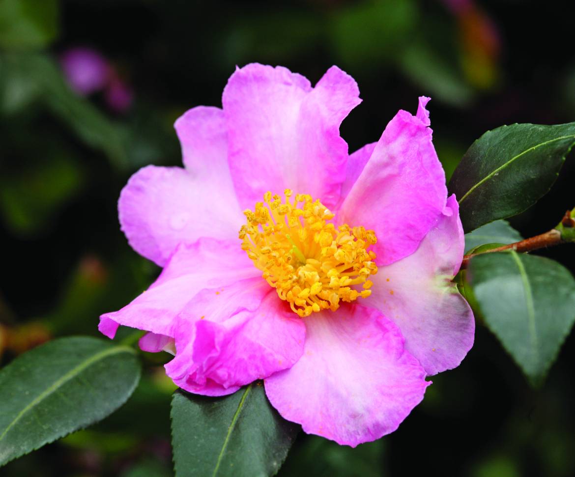 Camellia-sasanqua-Cleopatra_007.jpg