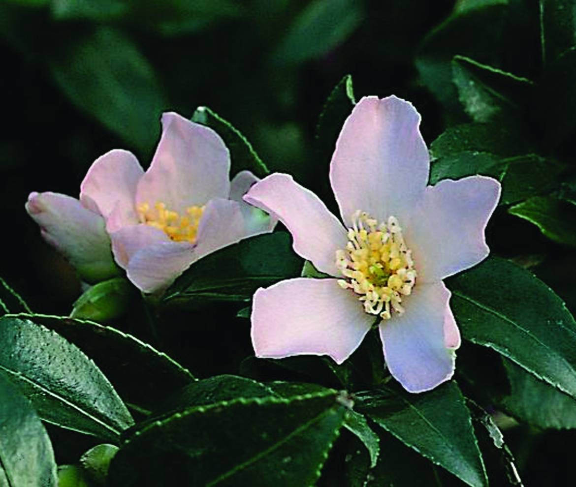 Camellia-sasanqua-Hino-De-Gumo.jpg