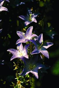 Campanula