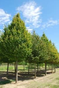 Carpinus