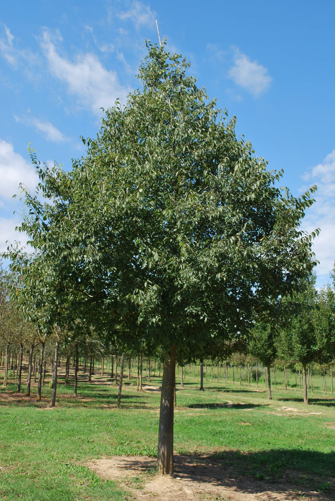 Celtis-australis.jpg