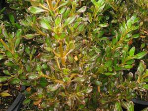 Coprosma