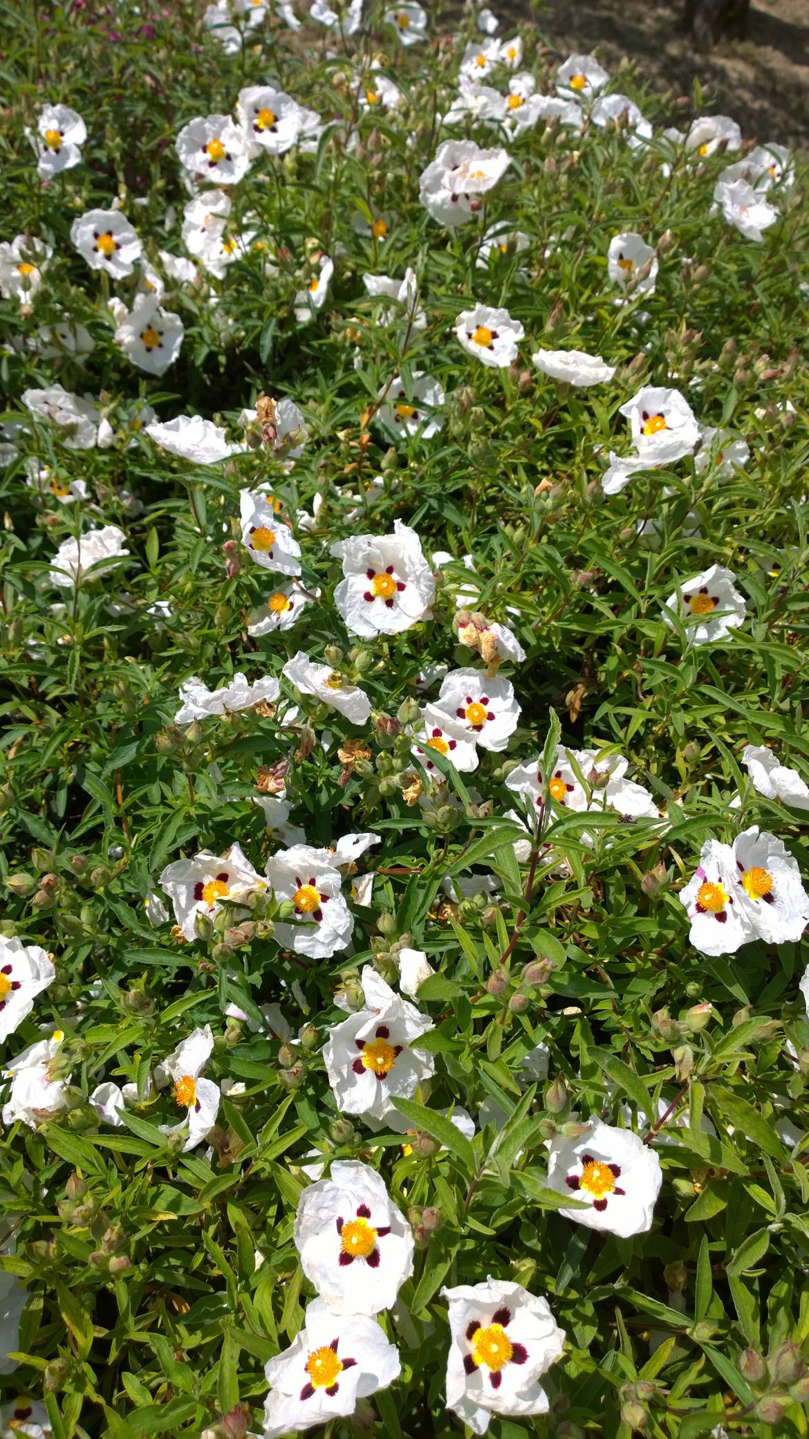 Cistus-Purpureus-Alan-Fradd.jpg