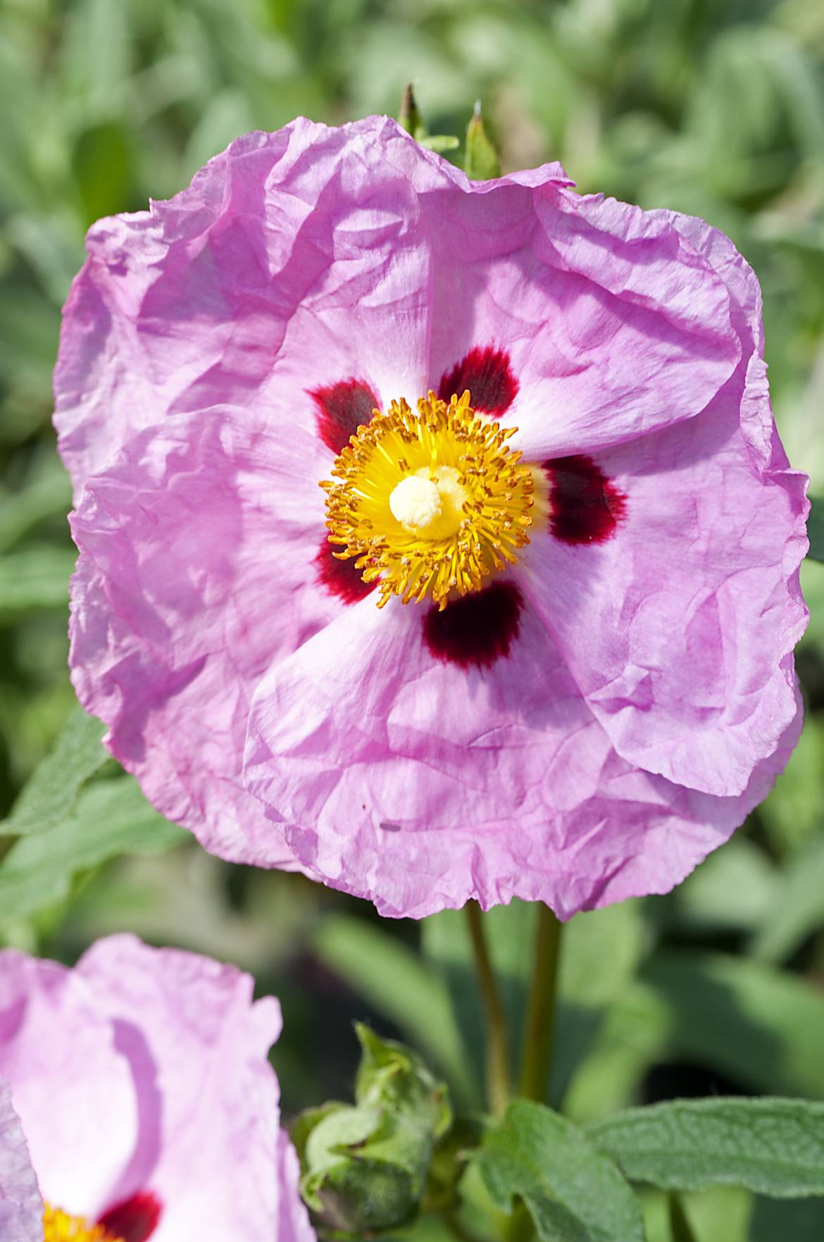 Cistus-purpureus-002.jpg