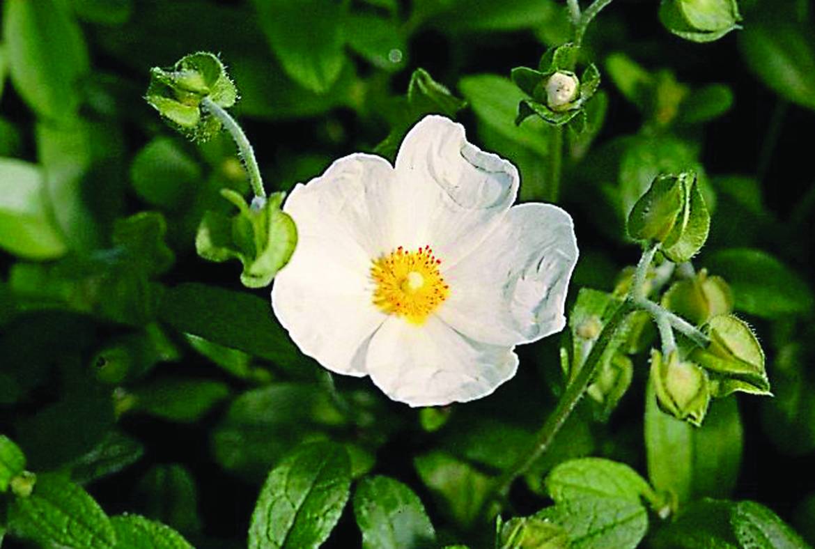 Cistus-x-corbariensis.jpg