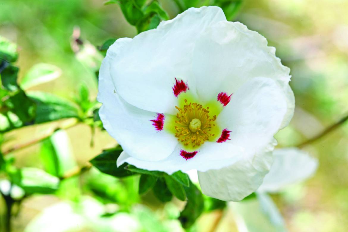 Cistus-x-dansereaui-Decumbens_0001.jpg