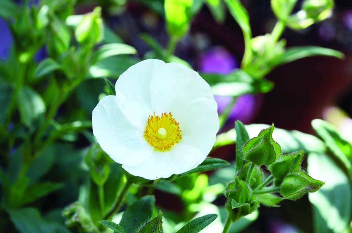 Cistus-x-oblongifolius_0003.jpg