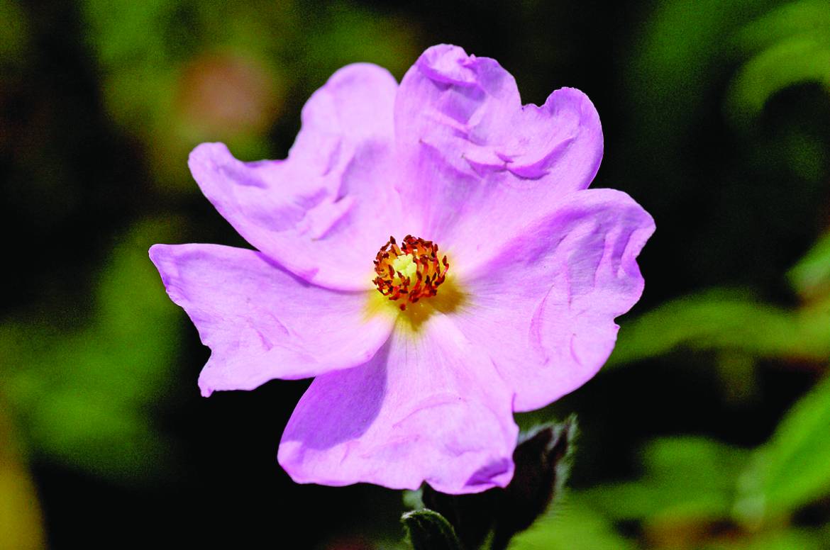 Cistus-x-skanbergii-001.jpg