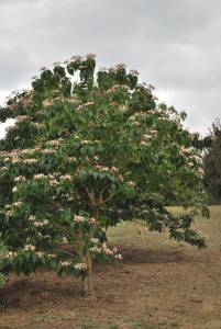 Clerodendrum